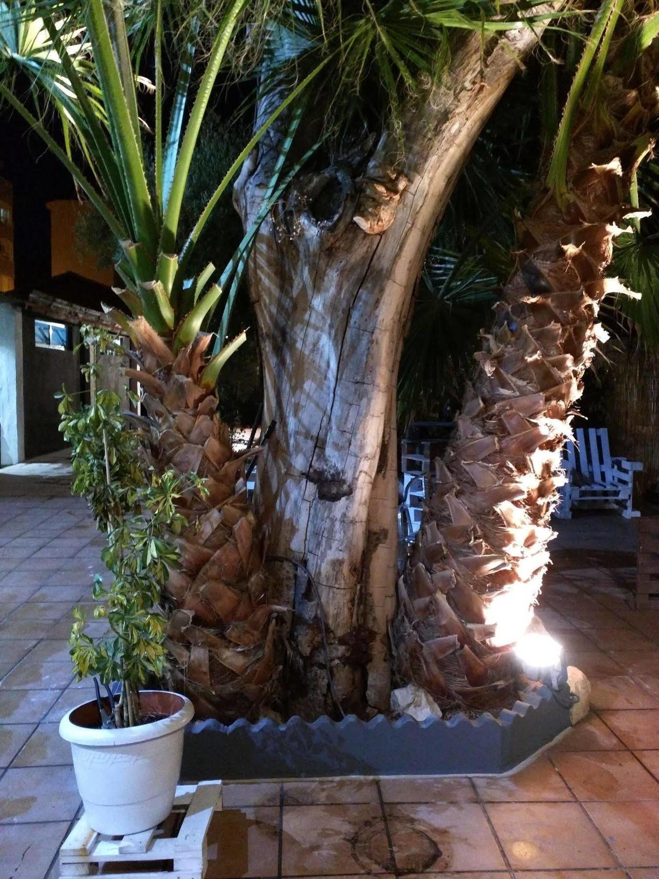 Nwt Paradise Urban Hostel Alicante Exteriér fotografie